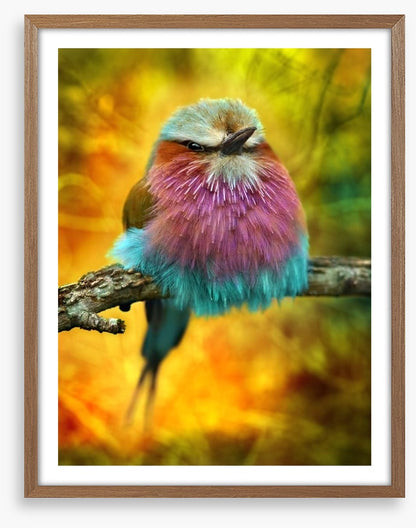 Lilac breasted roller bird