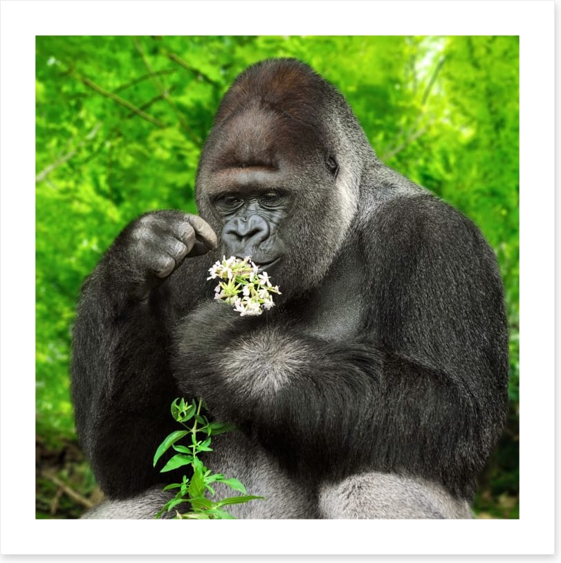 The gentle giant