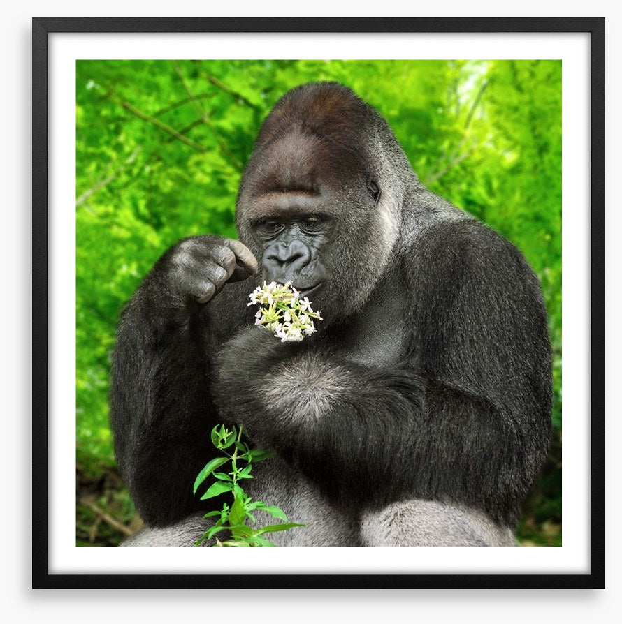 The gentle giant