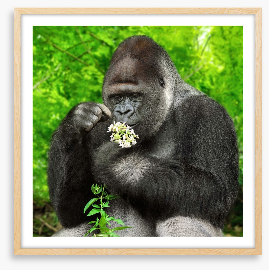 The gentle giant