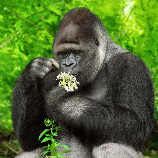 The gentle giant