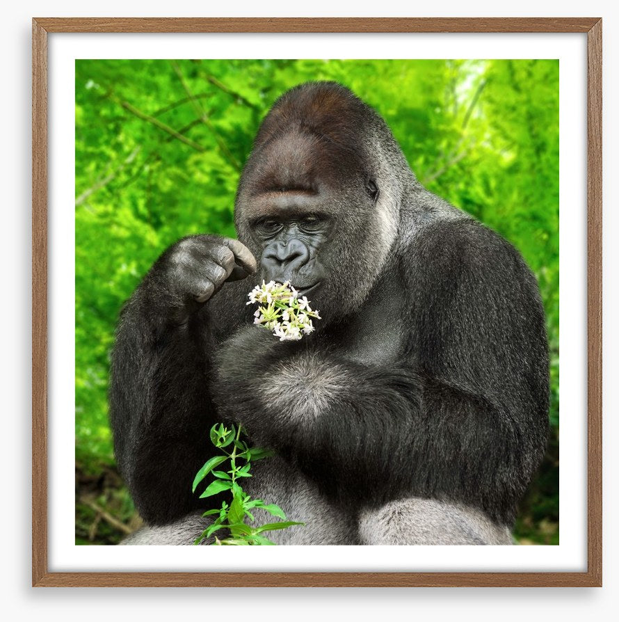 The gentle giant