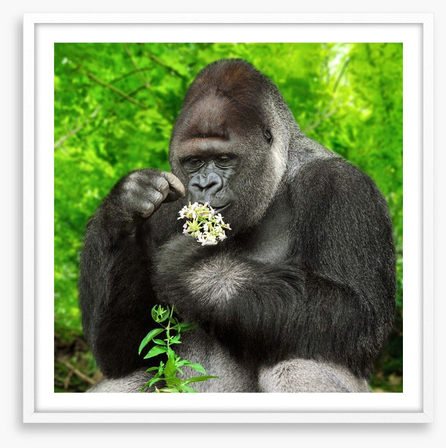 The gentle giant
