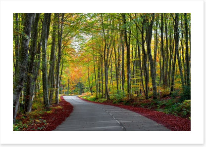Autumn beech forest