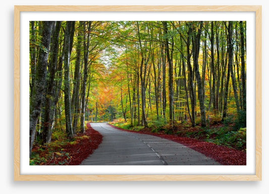 Autumn beech forest