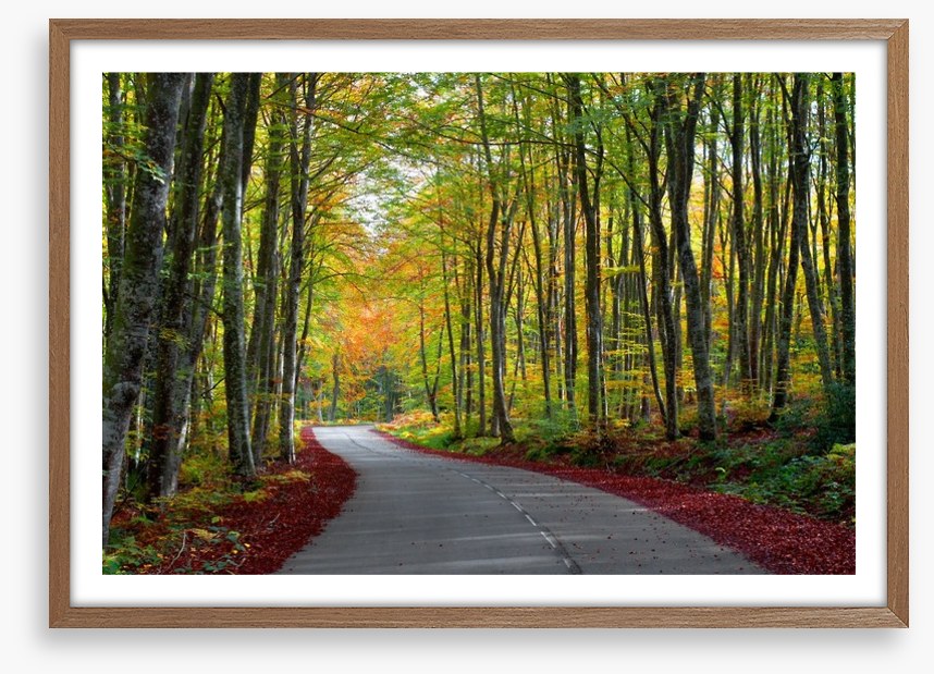 Autumn beech forest