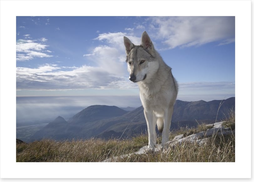 Lone wolf