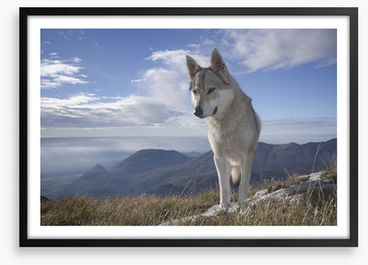Lone wolf