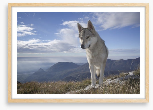 Lone wolf