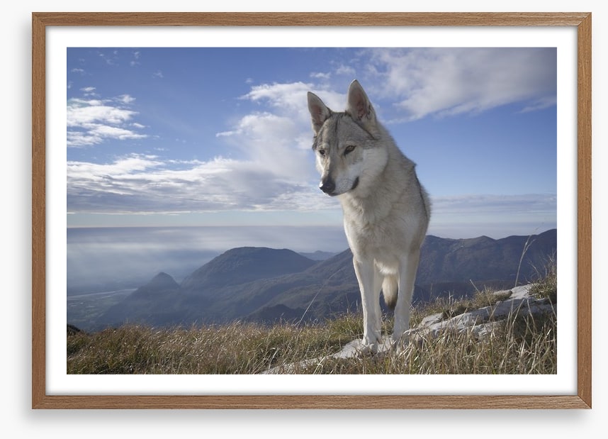 Lone wolf