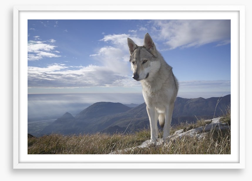 Lone wolf