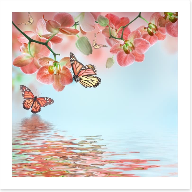 Butterfly zen