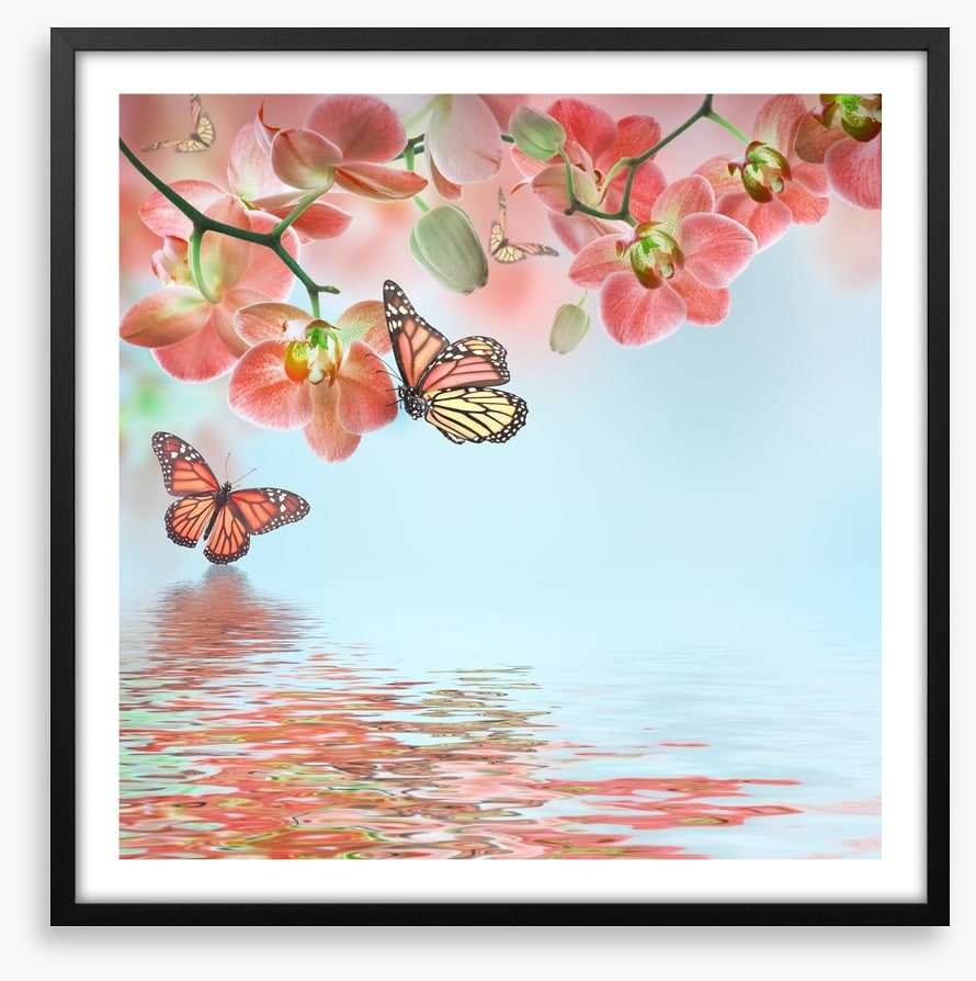 Butterfly zen