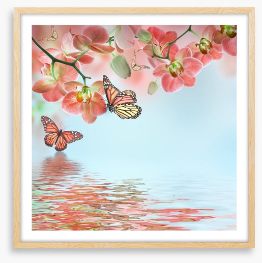 Butterfly zen