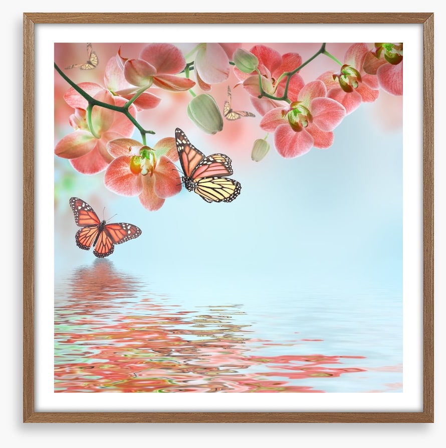 Butterfly zen