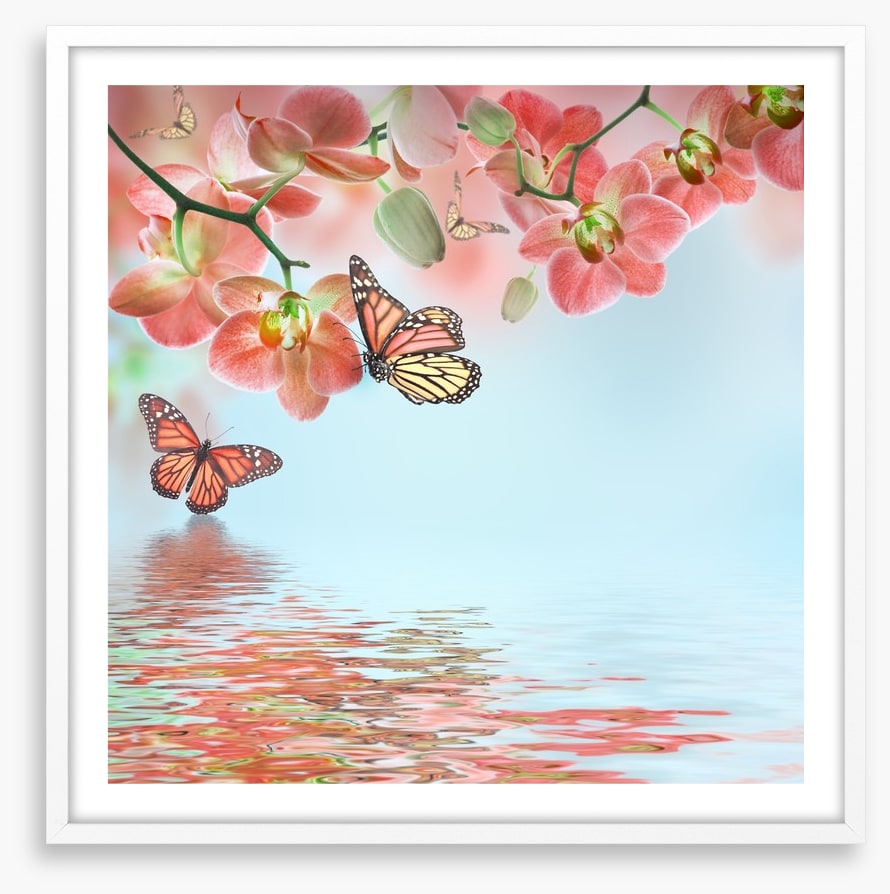 Butterfly zen