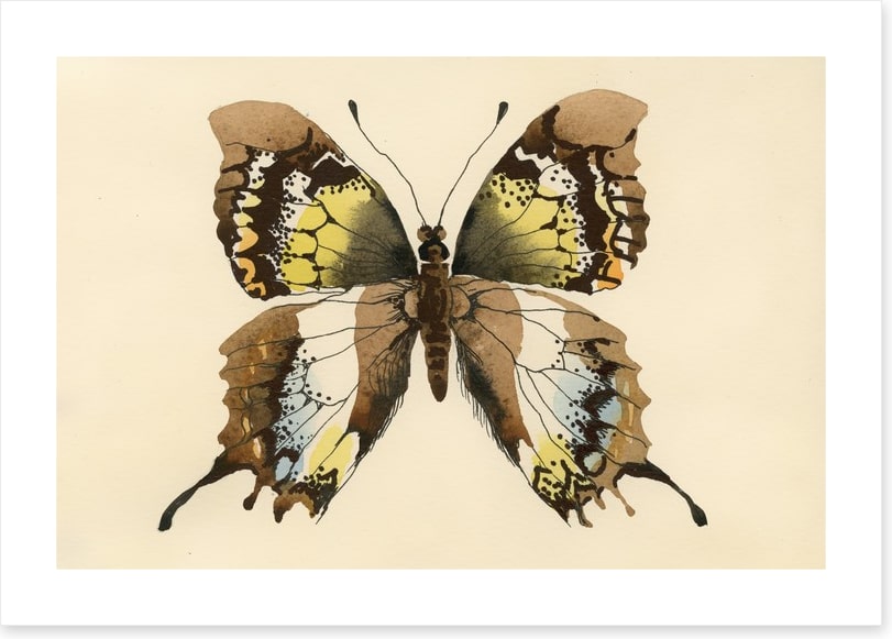Aquarelle butterfly