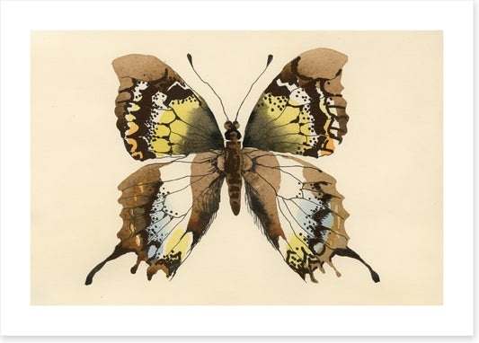 Aquarelle butterfly