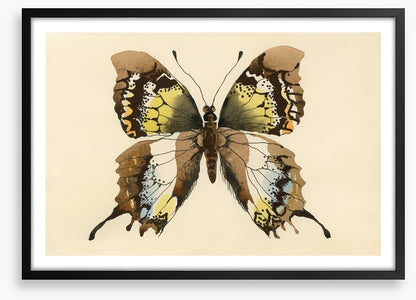 Aquarelle butterfly