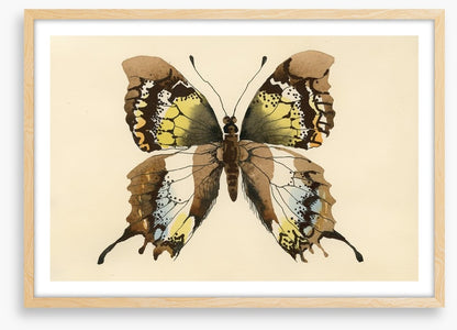 Aquarelle butterfly