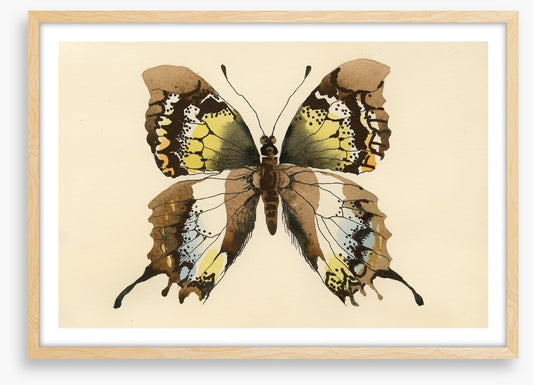 Aquarelle butterfly