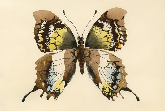 Aquarelle butterfly