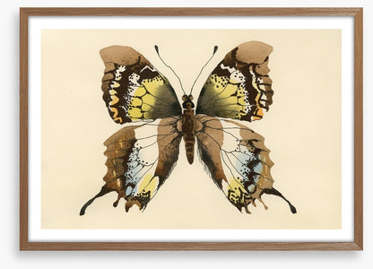 Aquarelle butterfly