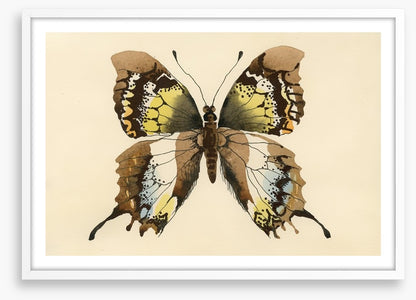 Aquarelle butterfly