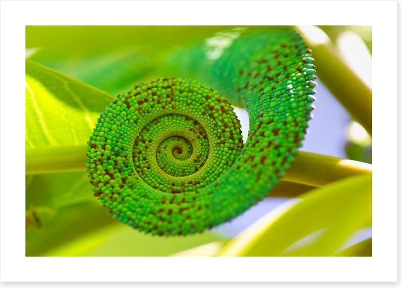Reptiles / Amphibian