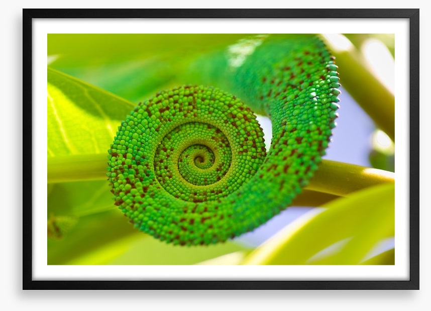 Reptiles / Amphibian