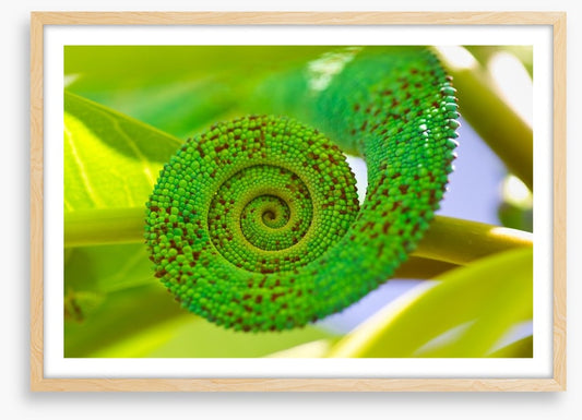 Reptiles / Amphibian