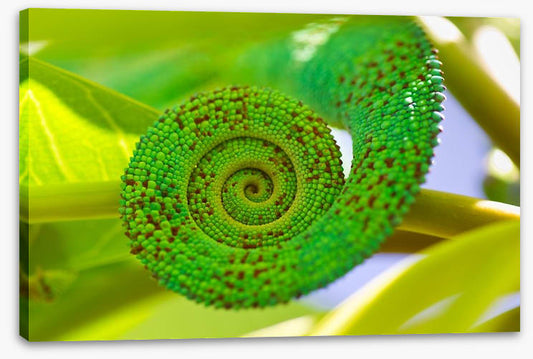 Reptiles / Amphibian