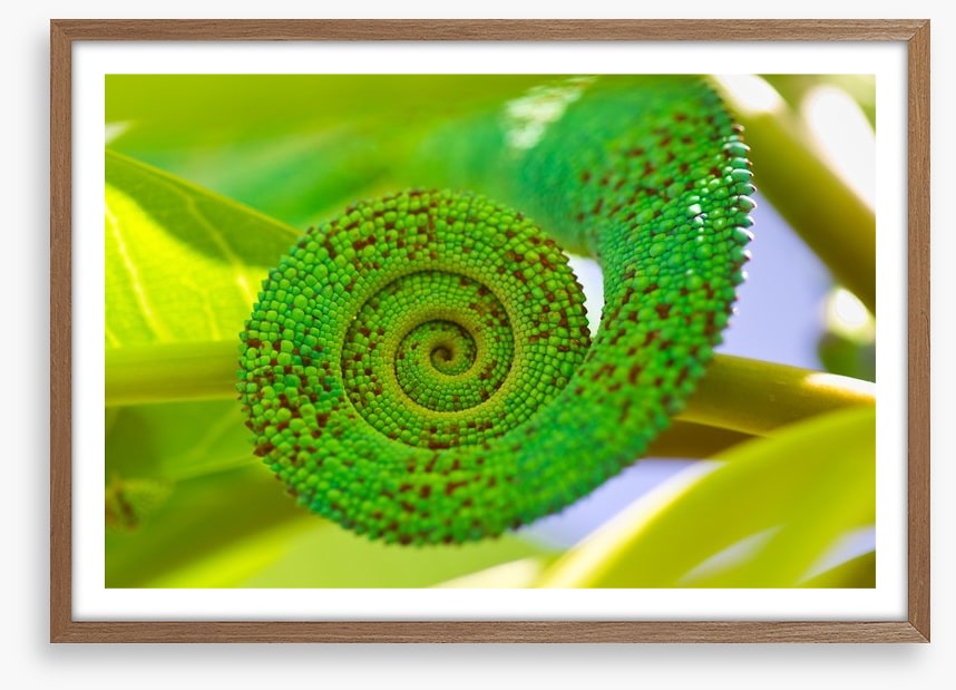 Reptiles / Amphibian