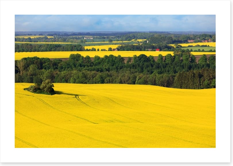 Golden canola