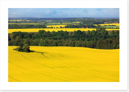 Golden canola