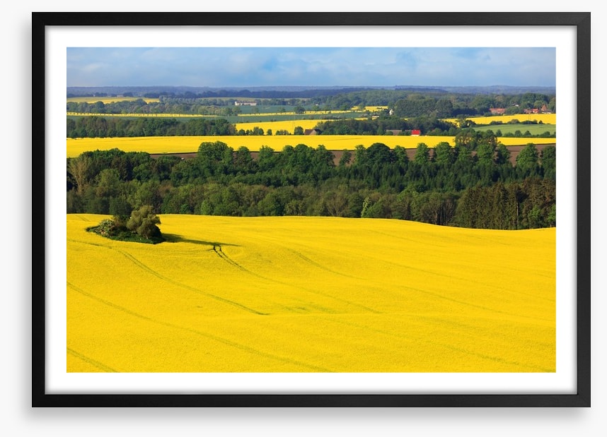 Golden canola