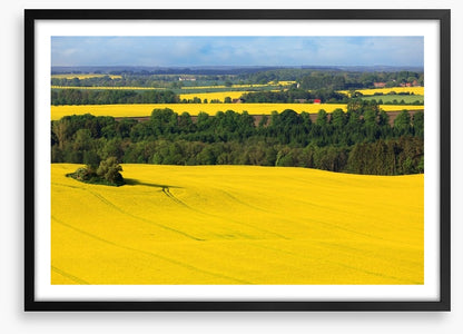 Golden canola