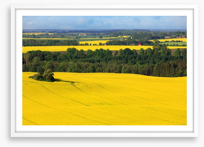 Golden canola