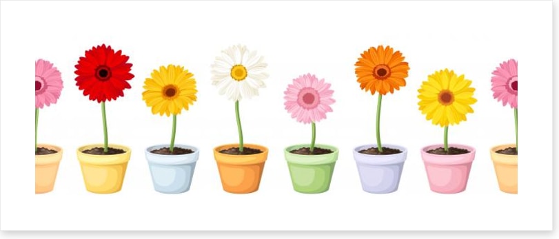 Gerbera pots