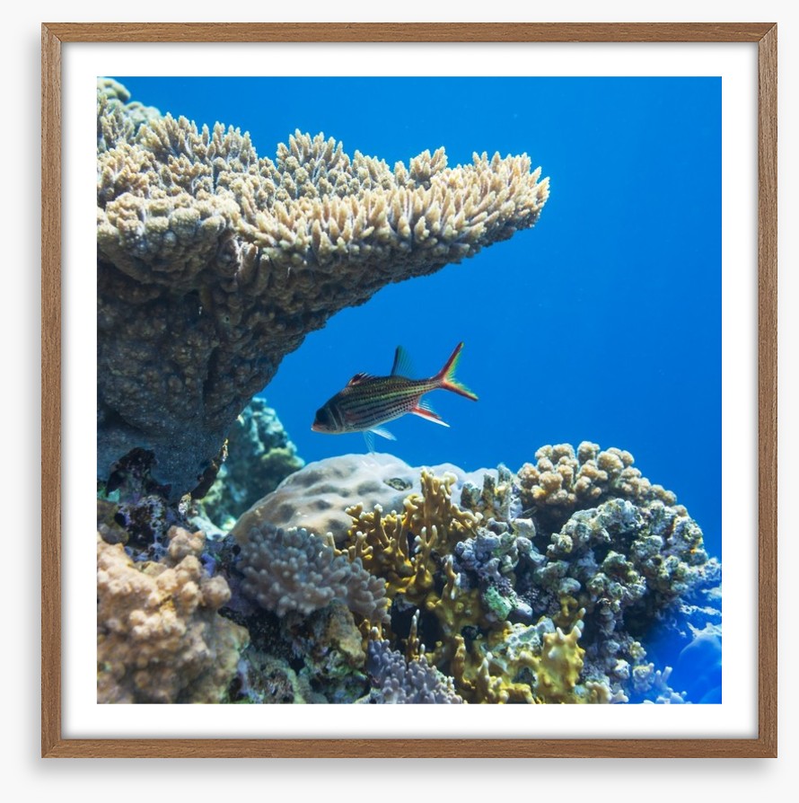 Fish / Aquatic