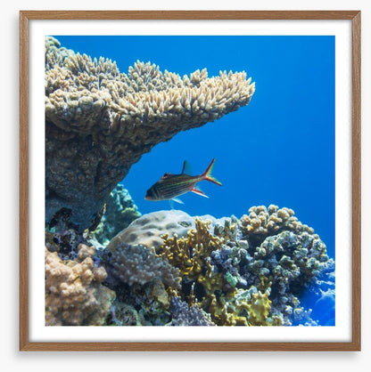 Fish / Aquatic