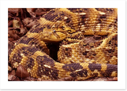 Reptiles / Amphibian