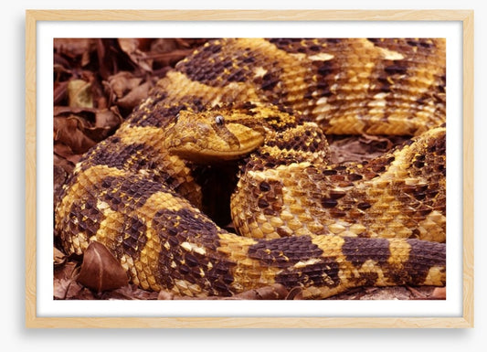 Reptiles / Amphibian