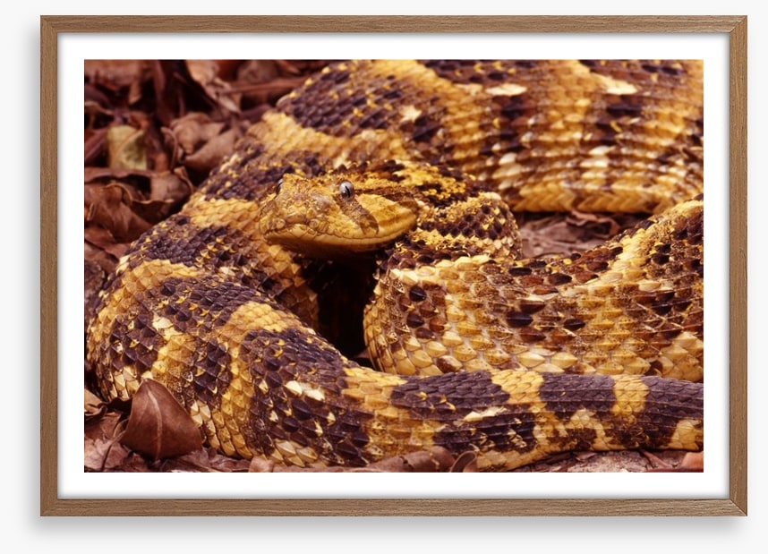 Reptiles / Amphibian