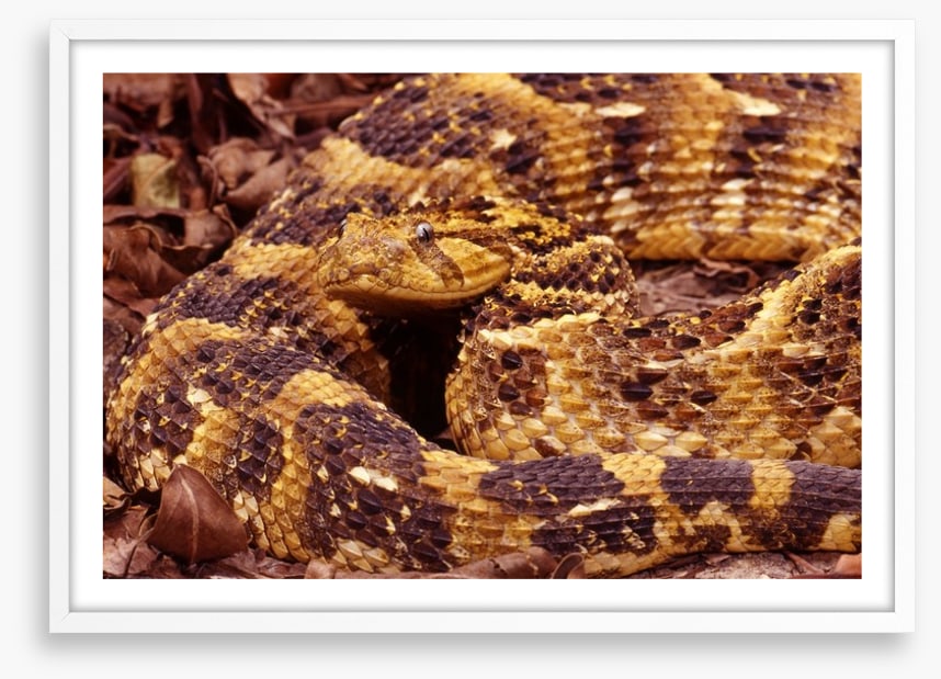 Reptiles / Amphibian