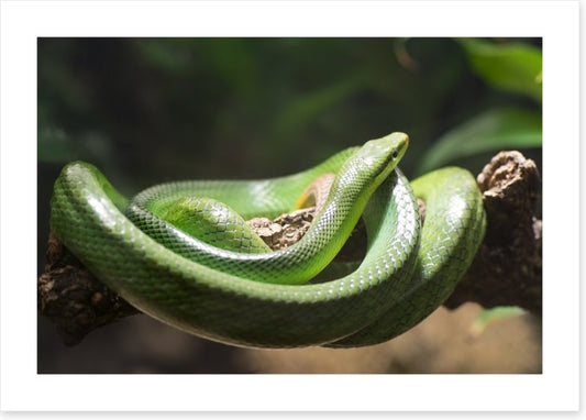 Reptiles / Amphibian