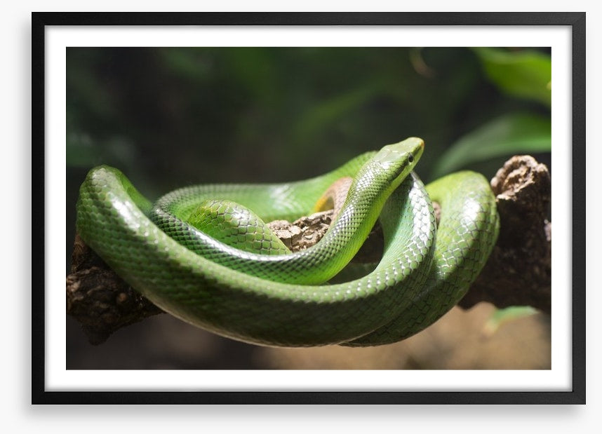 Reptiles / Amphibian