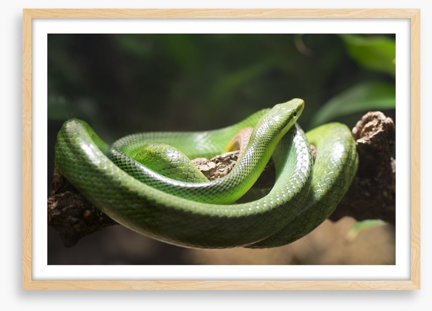 Reptiles / Amphibian