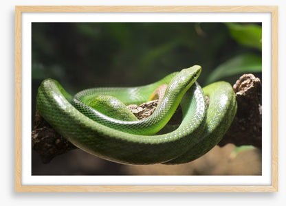 Reptiles / Amphibian