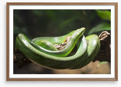 Reptiles / Amphibian